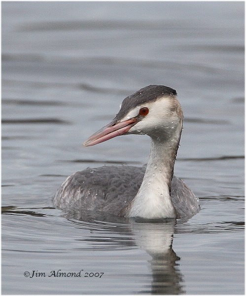 Great crested Grebe  Ellesmere 30 12 07 Raw edit IMG_5365
